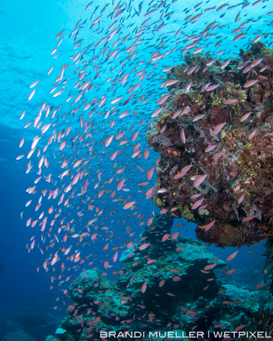 A mess of anthias around a coral head on Chuuk's reef.