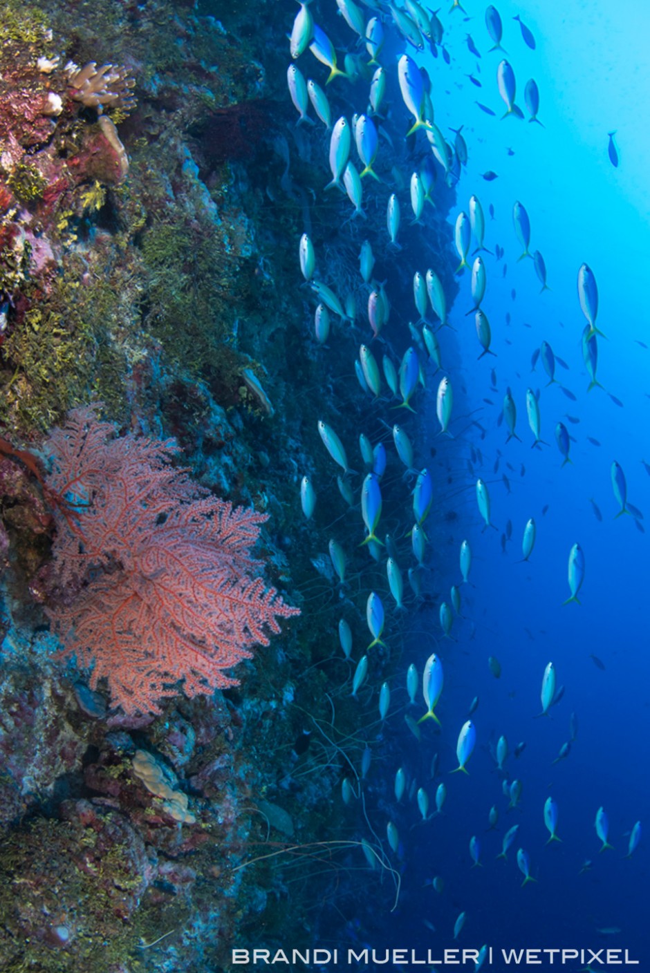 School of fusiliers on a wall dive on the outer reef of Chuuk.