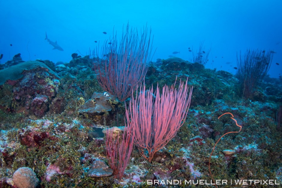 Grey reef shark behind sea whip coral (*Ellisella sp.*) on the outer reef, Chuuk, FSM