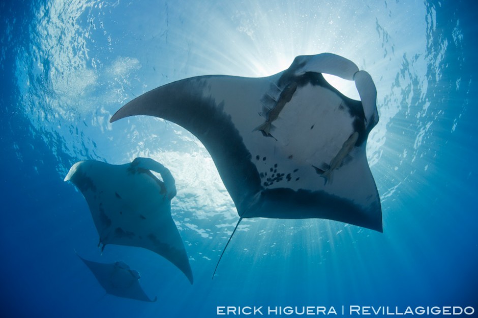 Pacific Giant Manta *Manta birostris* San Benedicto