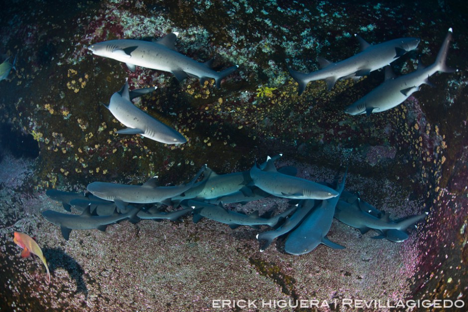 Whitetip Reef Sharks *Triaenodon obesus* Roca Partida