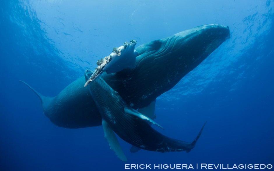 Humpback Whales *Megaptera novaeangliae* Roca Partida