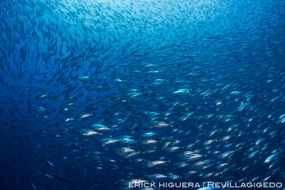 Black Skipjack *Euthynnus lineatus* Roca Partida