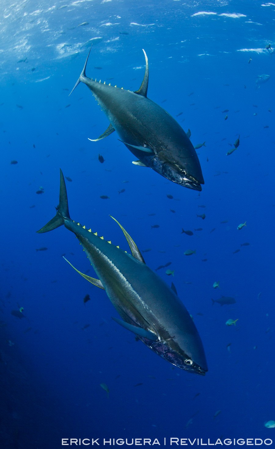 Yellowfin Tunas *Thunnus albacares* Roca Partida