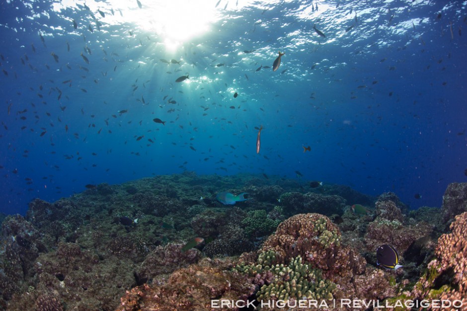 El Boilers Reef San Benedicto