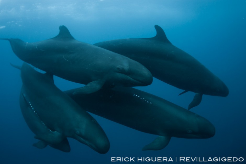 False Killer Whales *Pseudorca crassidens* San Benedicto