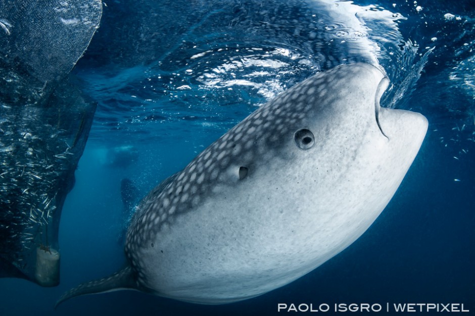 A whale shark swims around a fishing platform