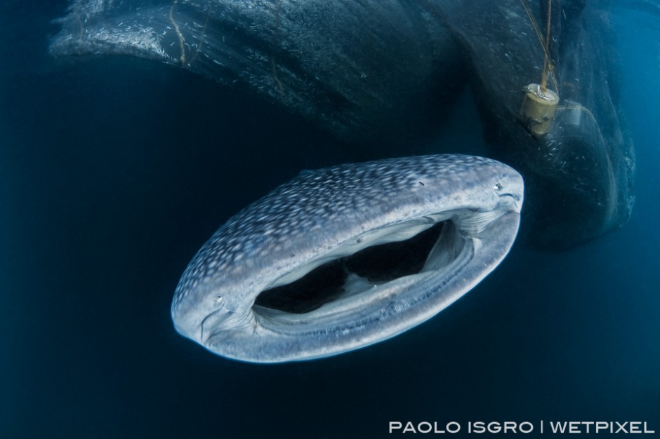 Whale shark close encounter