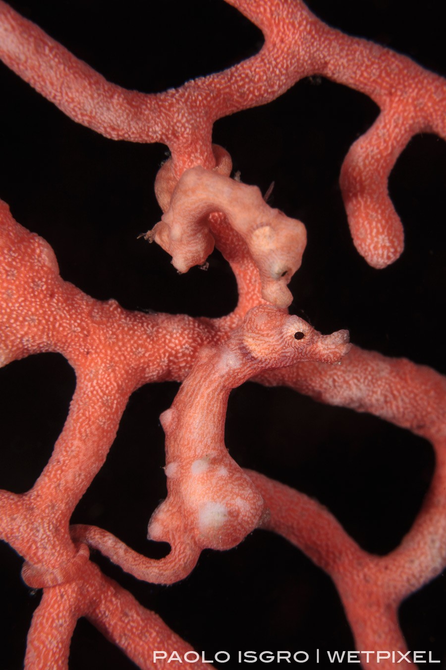 A Denise pygmy seahorse couple ... pure love!