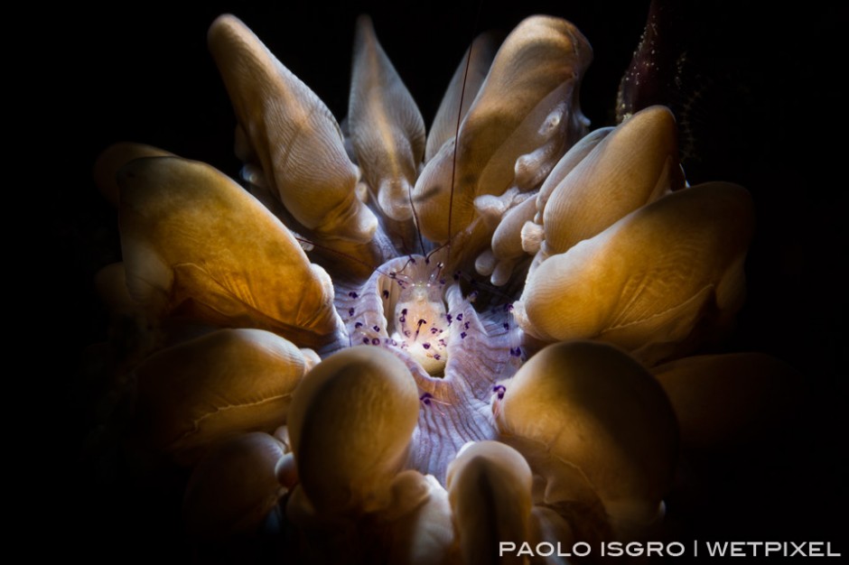 An anemone shrimp taking shelter in bubble coral - snooted with F. Iardino snoot