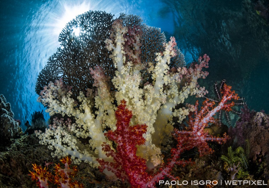 Sunburst in a shallow dive full of soft coral 