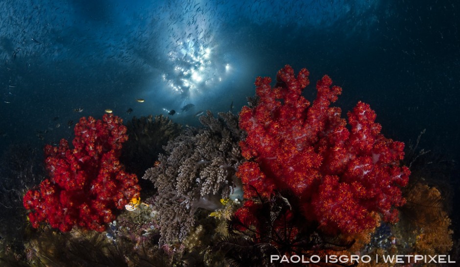 Great fish density and amazing soft coral