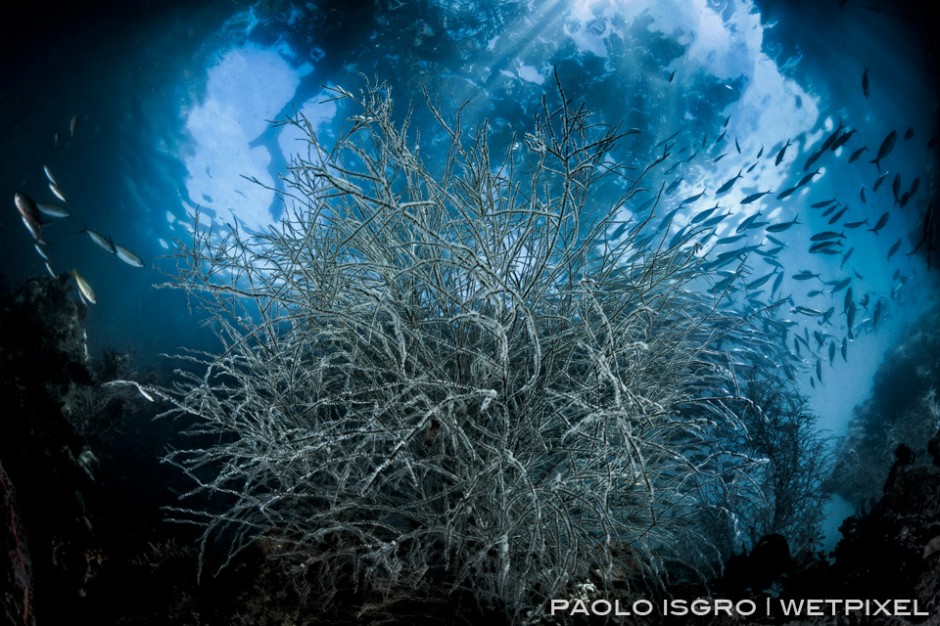 Black coral in cavern