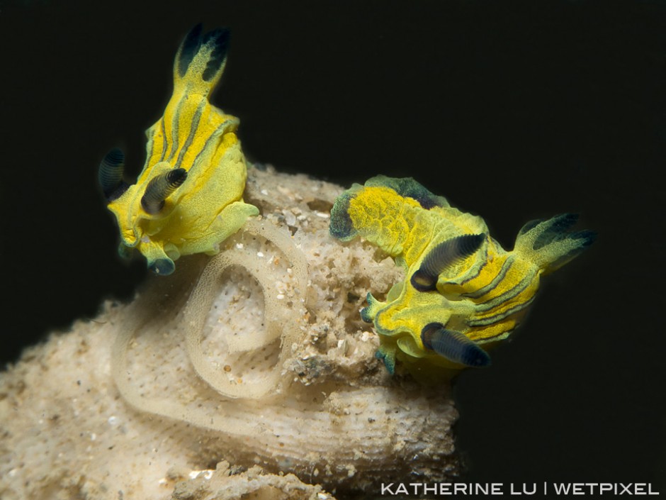 *Tambja sp.* with eggs