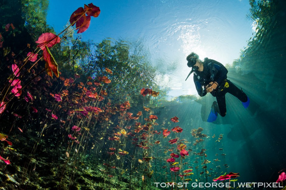 The beautiful water lillies at Cenote Carwash; a magical underwater garden