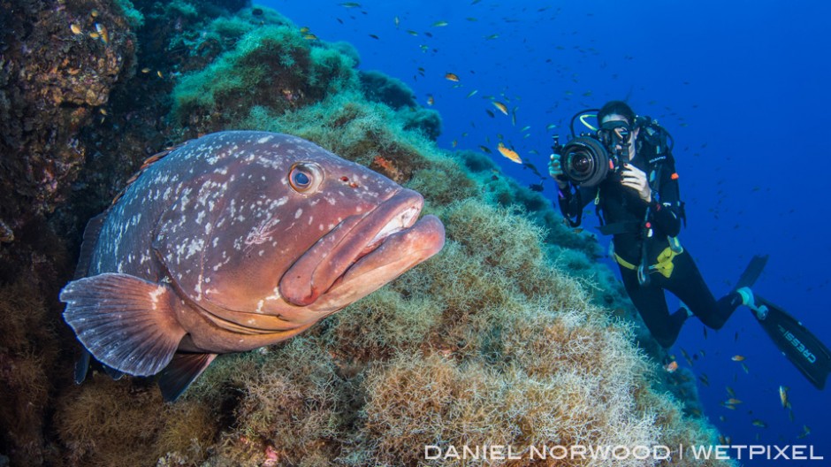 This subject is so co-operative that me and my dive buddy were able to film and photograph it at the same time