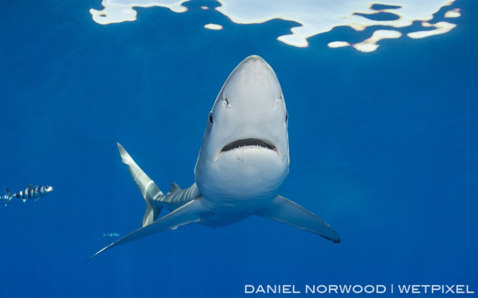 A nice perspective of the long pointed snout of a blue shark as it passes overhead.