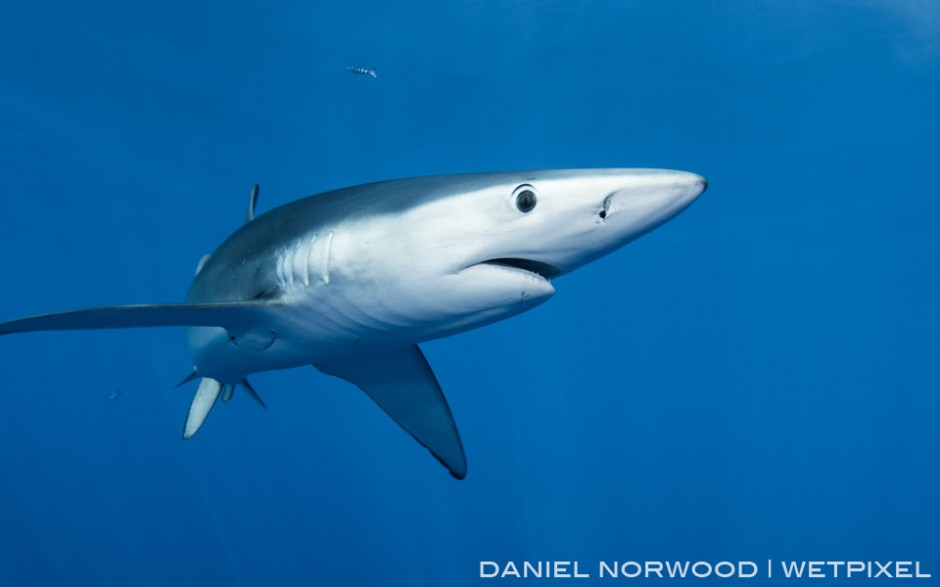 The sharks will often come close allowing for well lit images that fill the frame