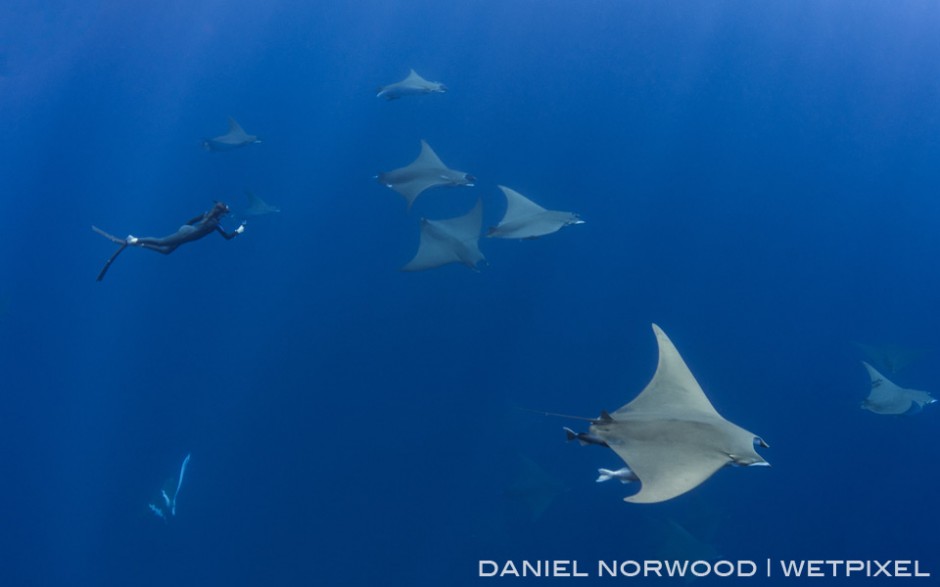 A free diver films a large school giant mobula rays (*Mobula tarapacana*)