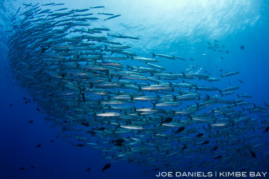 Bradford Shoal is home to a emmense school of Chevron Barracuda.