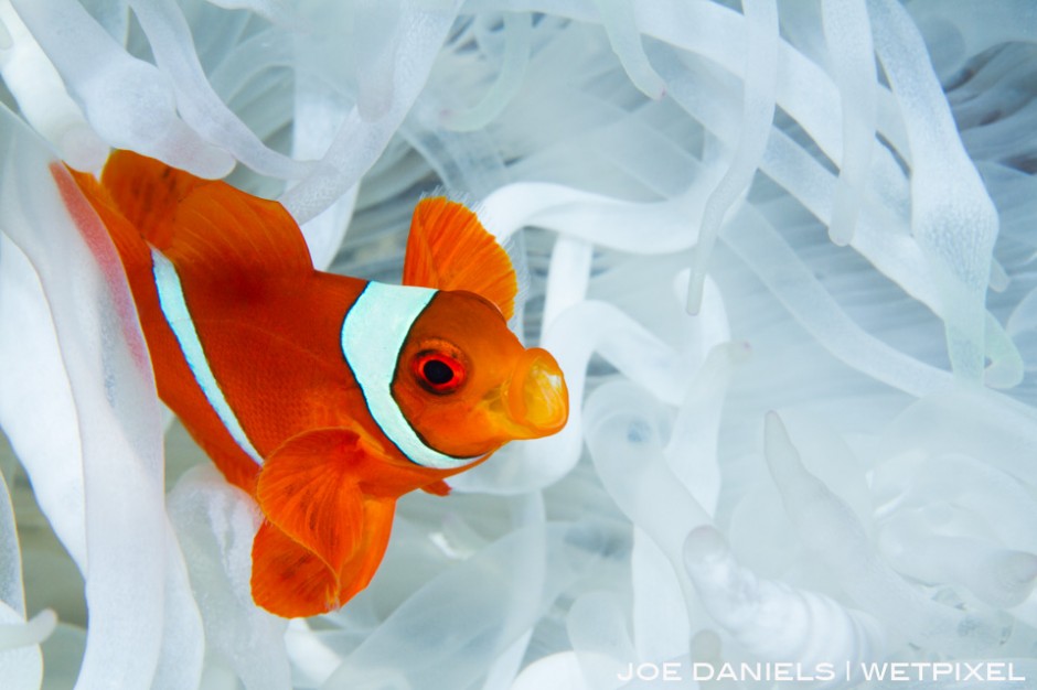 A Spine Cheek Anemone fish nestled in its host anemone.