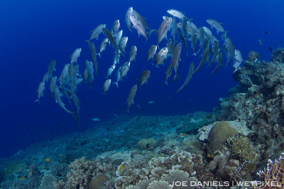 Schooling big eye jacks inhabit many of the sea mounts around Kimbe Bay.