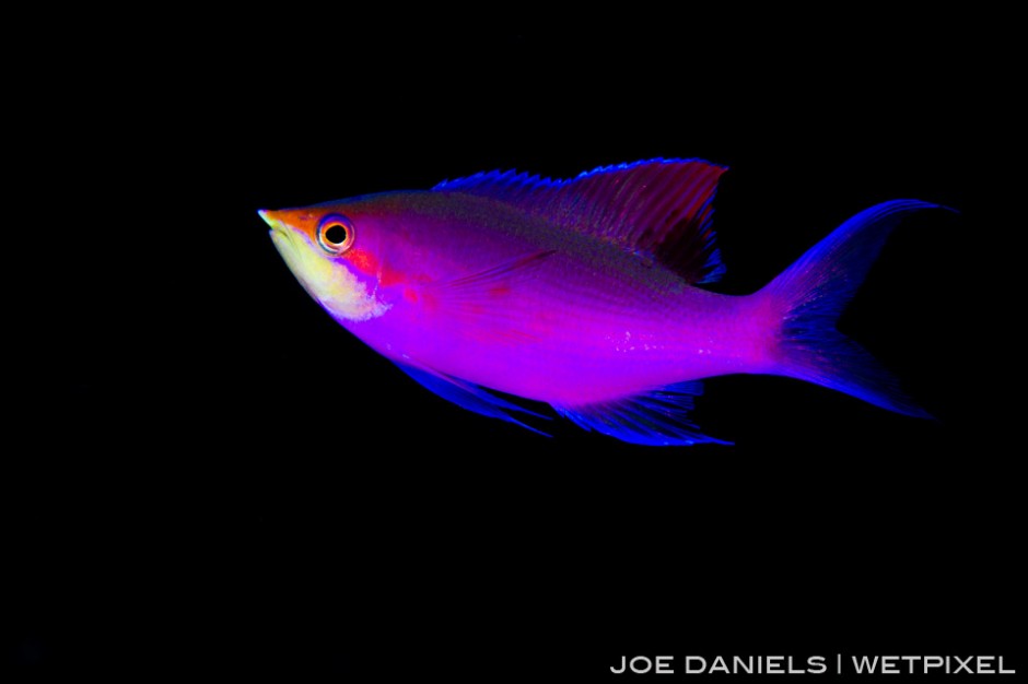 Purple, Yellow striped anthias (*Pseudanthias tuka*) cover the reefs around Kimbe Bay.