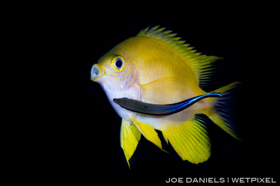 A golden damselfish (*Amblyglyphidodon aureus*) being cleaned by a bluestreak cleaner Wrasse (*Labroides dimidiatus*) on Fathers Reef.