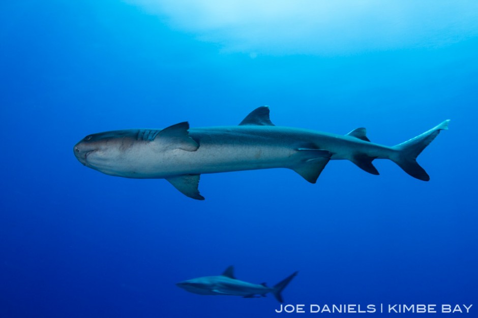 Due to low anthropogenic impacts Kimbe Bay still has healthy number of sharks. Here is a White Tip Reef Shark in the foreground and a Grey Reef Shark in the background.