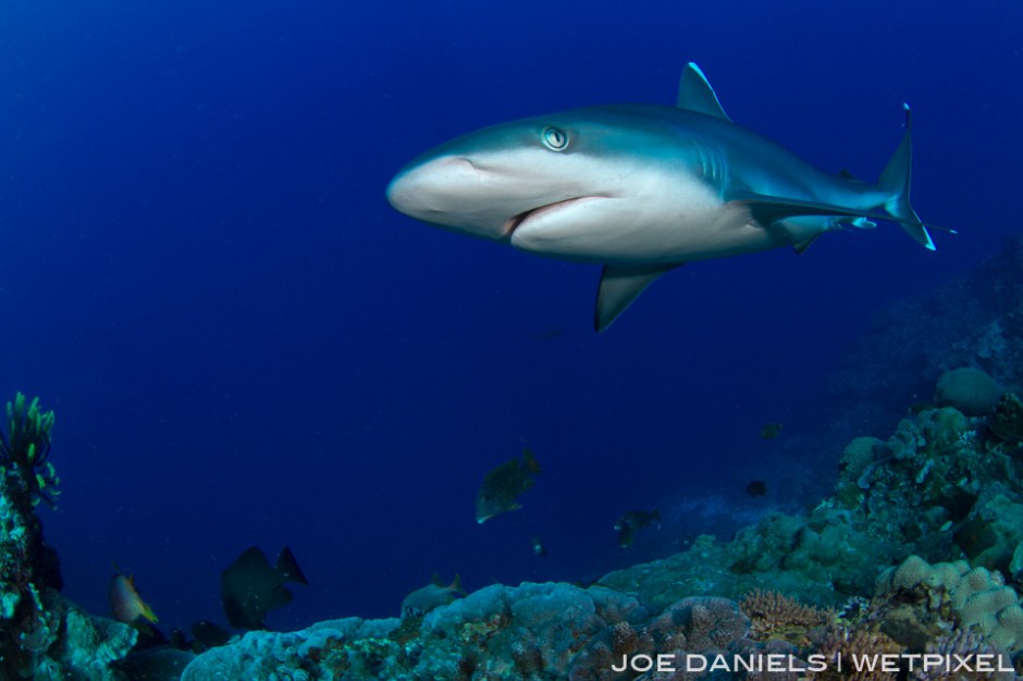 Silvertip Sharks are often seen cruising along the edges of the seamounts.