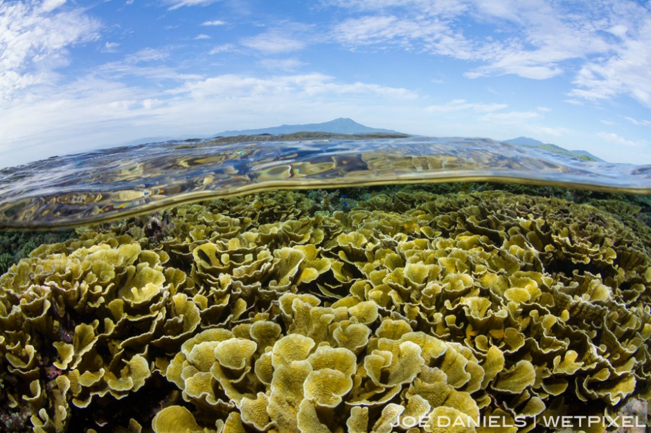 Most of the hard corals around Kimbe Bay are very healthy and diverse which is an icreasingly rare sight around the world.