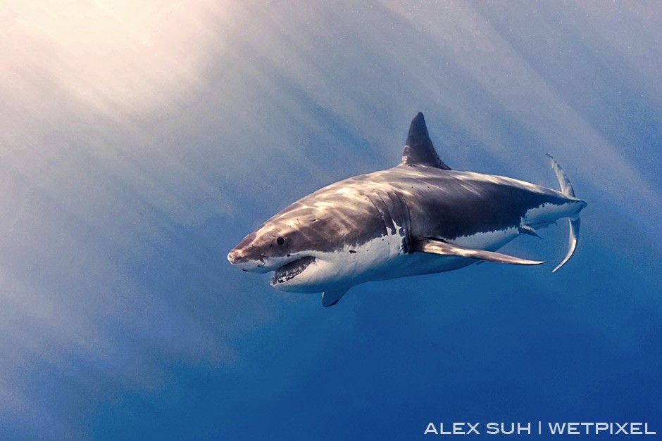 I love the sun and clear water in Isla Guadalupe unlike South Africa which usually has green waters. The rays in the water shine on the GWS.