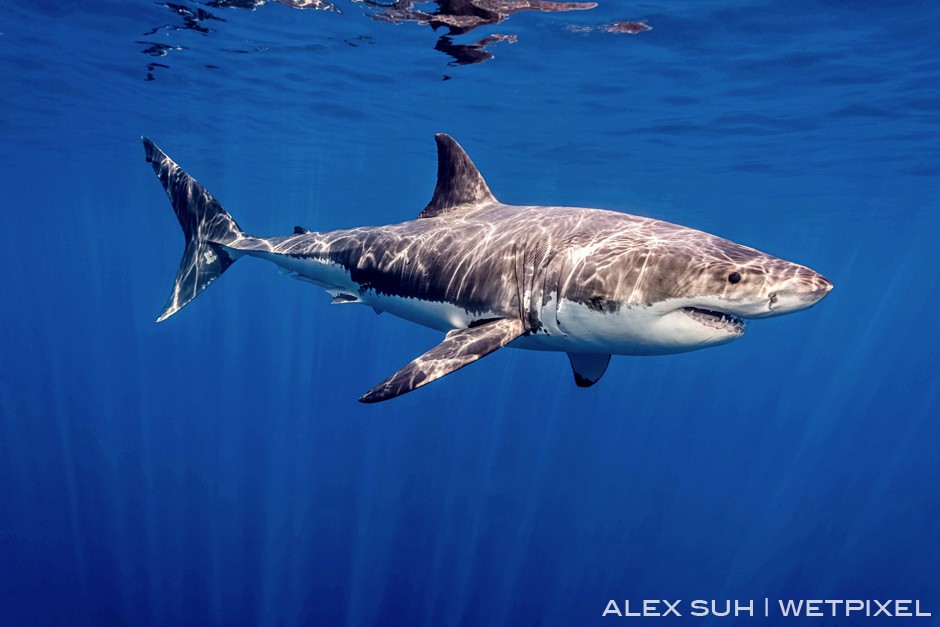 Love the sun’s ray off the back but more about the details that you can see in the coloring and teeth of this GWS.