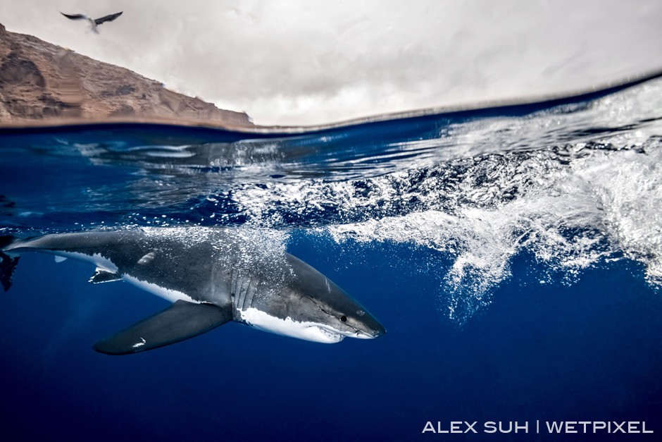 Bubbles also make an image interesting. You get this as the GWS splashes down but many times the bubbles cover the shark which is a poor image. 