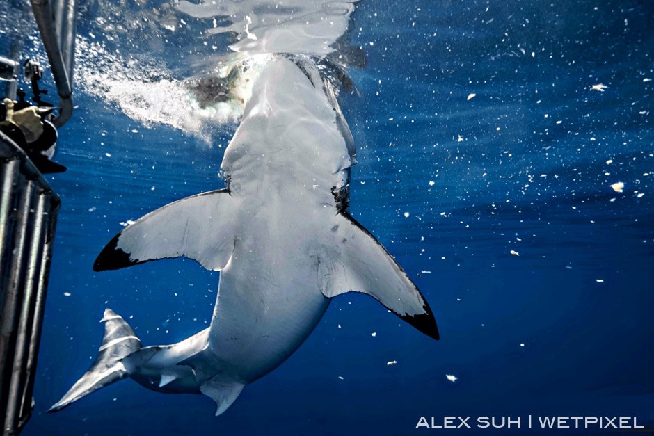 Very large female Great White going up to the chum from below. You can clearly see why they call this shark a great white from its belly.