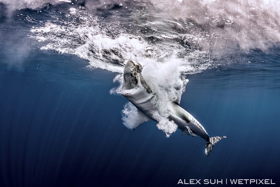 This shark actually breached the surface to capture the chum on the line making a big splash.