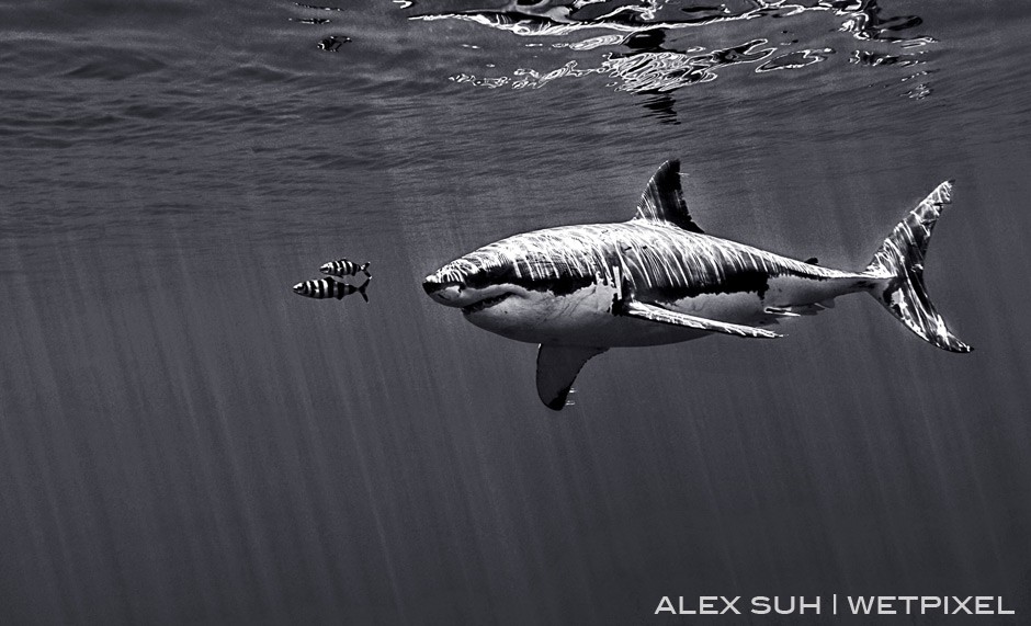 I love it when pilot fish swim alongside of a shark and pick off the left-over debris from the food. At times they will clean parasites off the shark. 