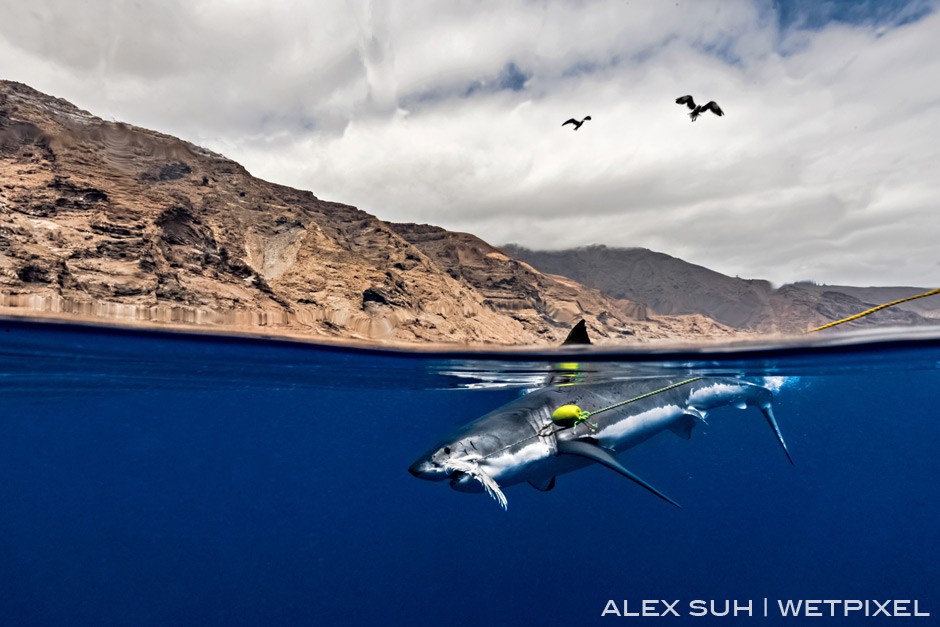 This shark has captured the chum off the line (no hooks are used) and simply snap off the line. You can see the tail of the tuna chum used protruding from its mouth. 