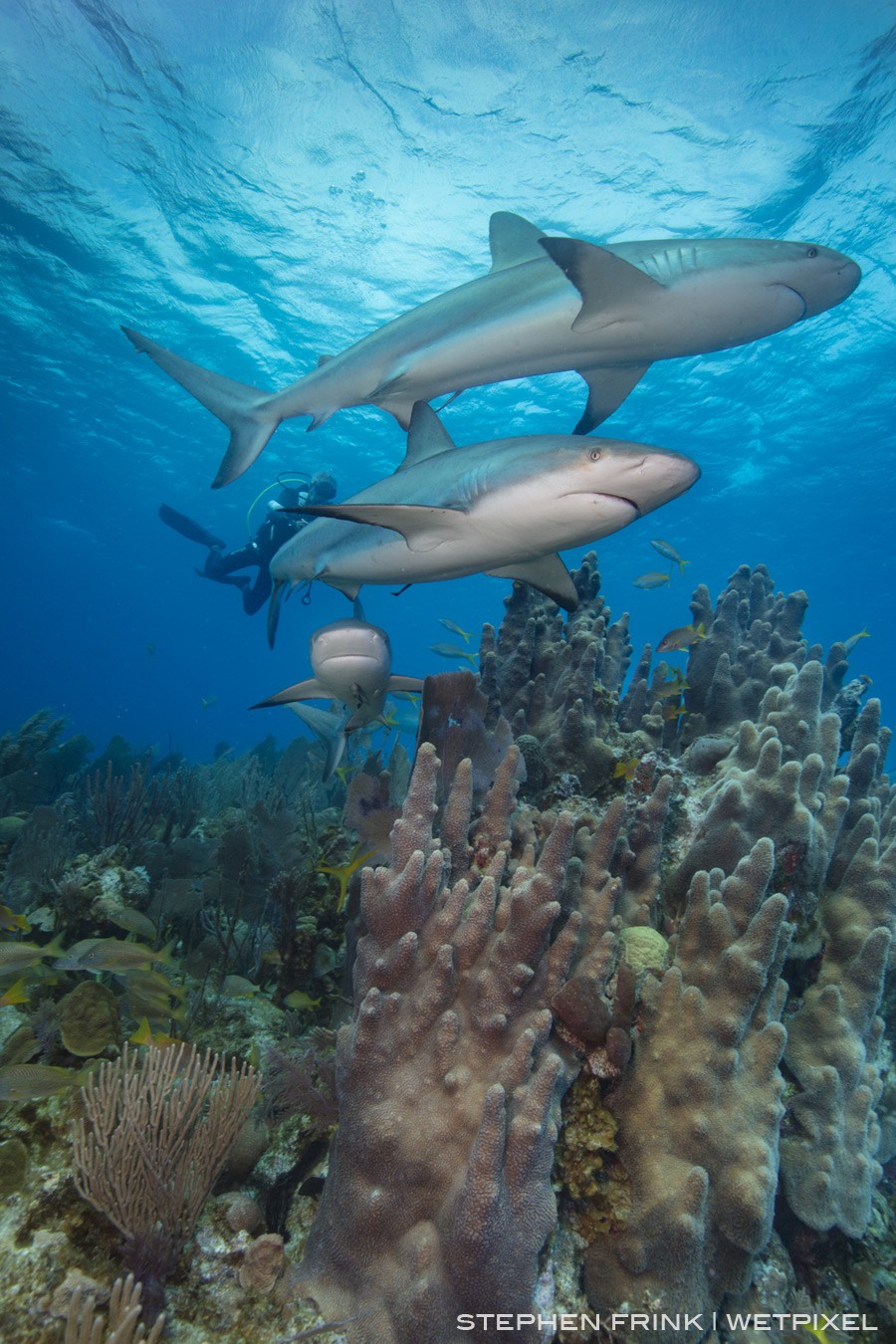 Pillar corals are endangered in many parts of the Caribbean, yet remain healthy in the Gardens of the Queen