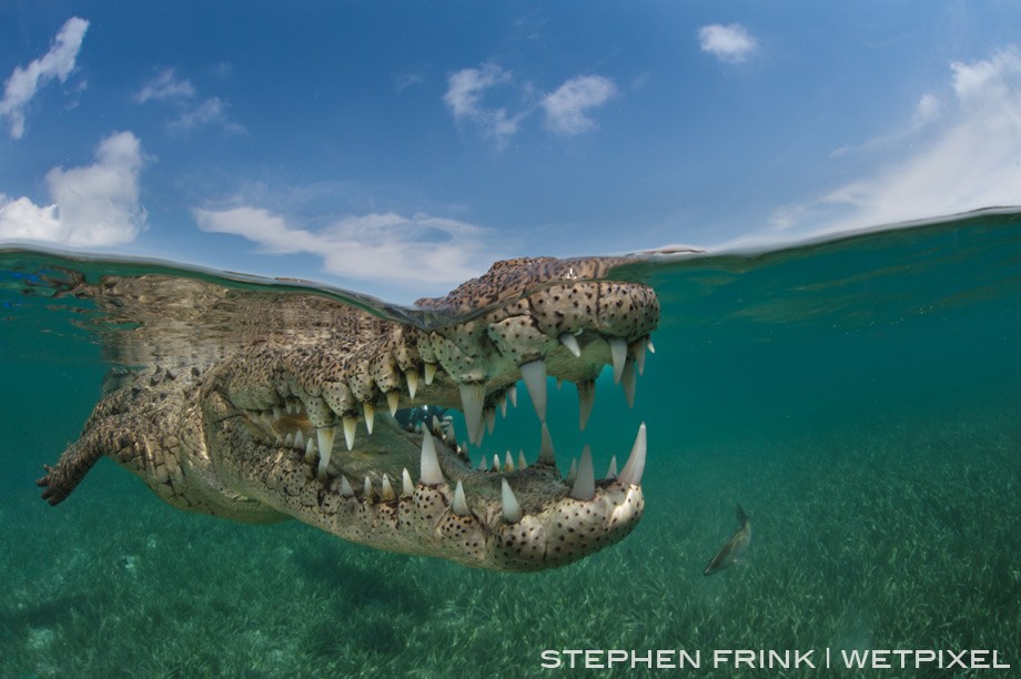 Perspective distortion can make Nino seem large and impressive, but in reality he is a medium sized crocodile