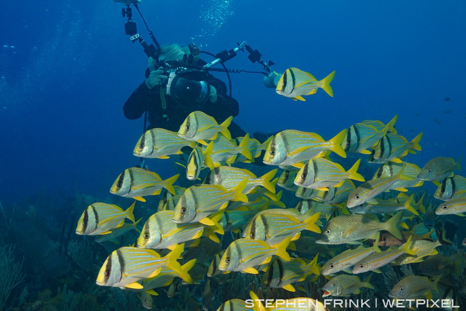 Schools of porkfish and grunts are quite abundant