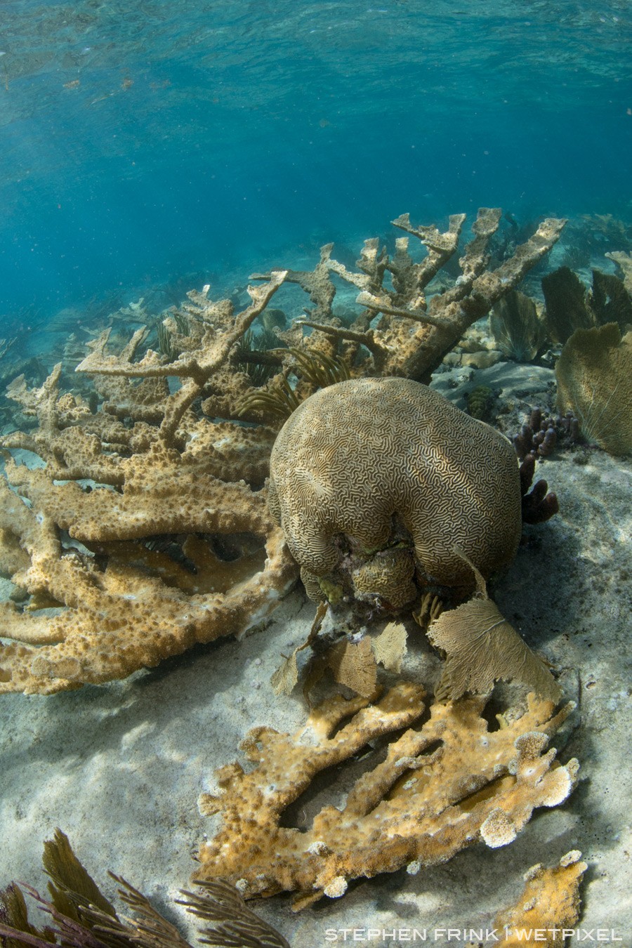 Here a pristine brain coral contrasts with a small field of elkhorn