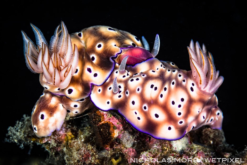 Mating *Risbecia tryoni* Nudibranch