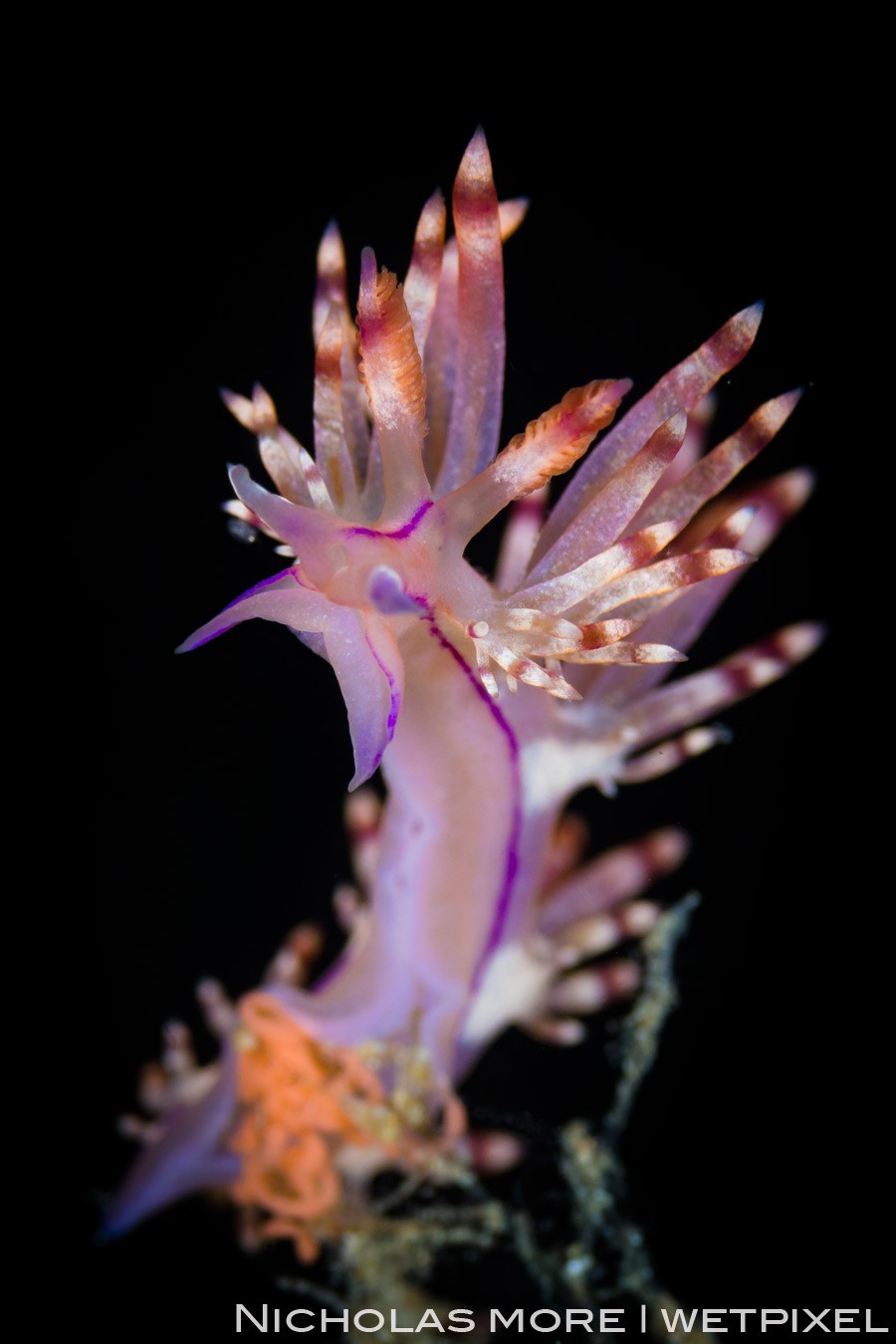 *Flabellina rubrolineata* laying eggs