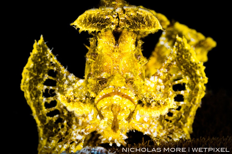 Yellow *Rhinopias frondosa* portrait