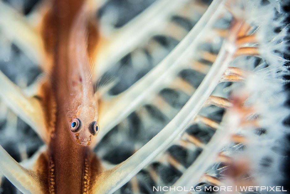 Ghost goby on sea pen *Pleurosicya boldinghi*