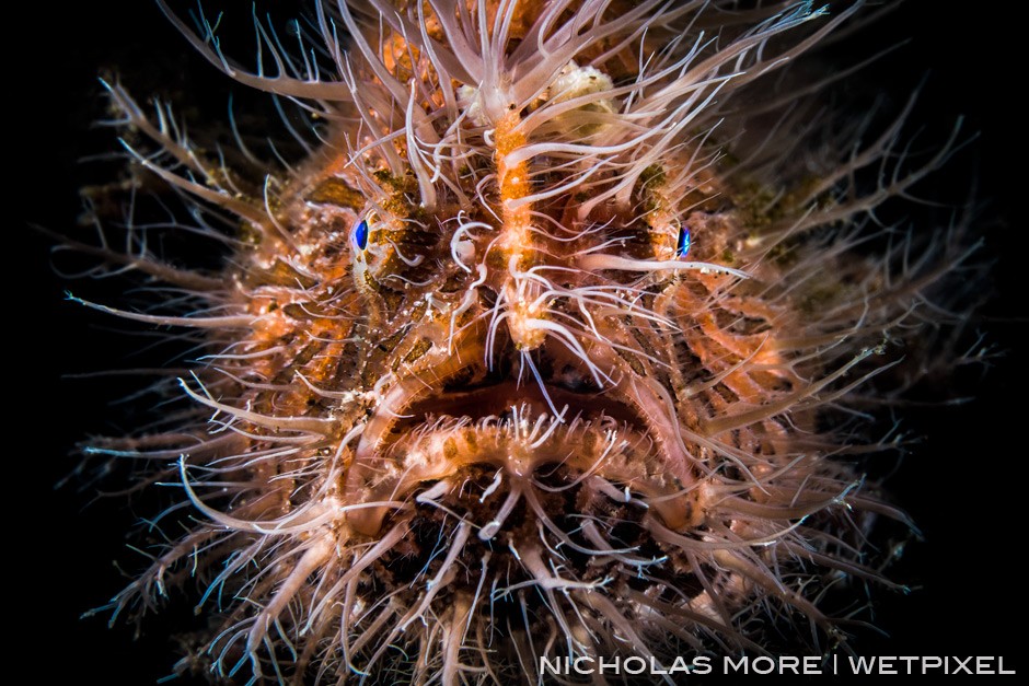 Striated frogfish or hairy frogfish *Antennarius striatus* Retra LSD Snoot