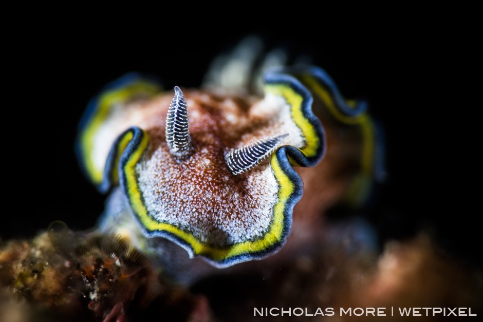 Nudibranch *Glossodoris cincta* Snoot SMC1 Bokeh