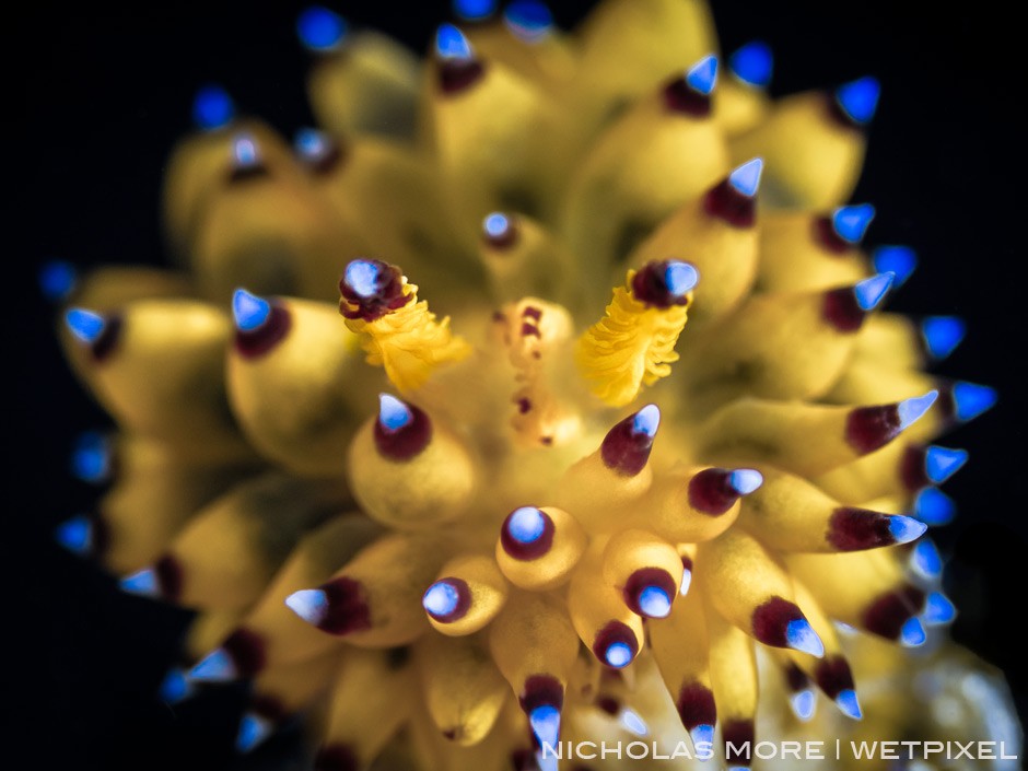 *Janolus savinkini* Nudibranch Bokeh Subsee+10