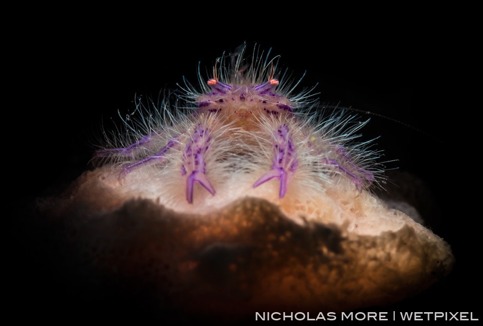 Snoot hairy squat lobster on barrel  sponge LSD *Lauriea siagiani*